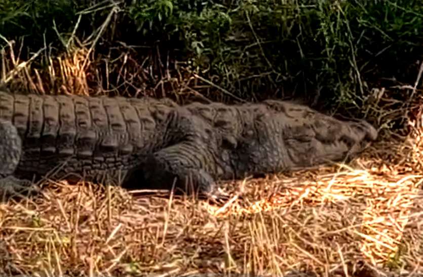 crocodile.jpg 15 फीट का विशाल मगरमच्छ खेत में देख अटकी सांसें, मचा हड़कम्प