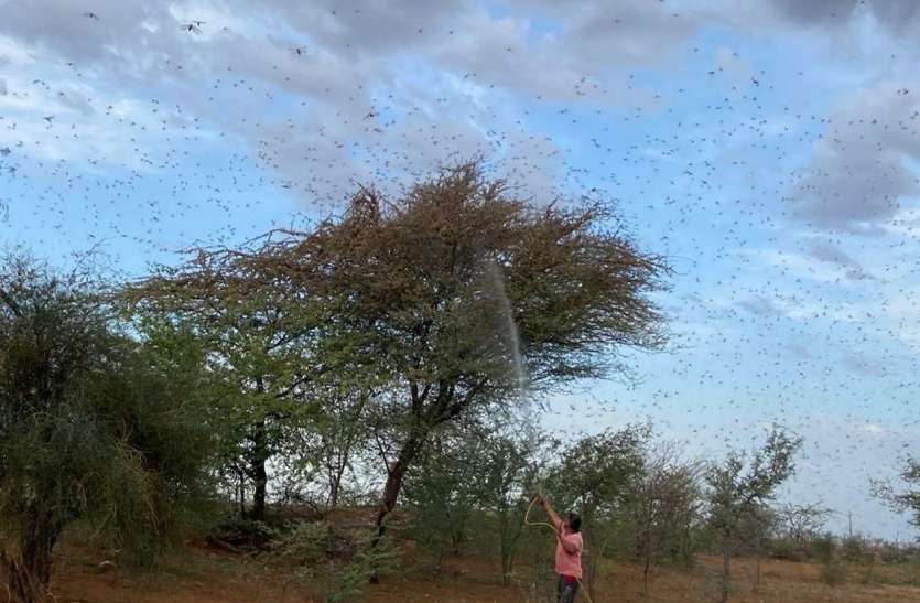 अफ्रीकी देशों में ही मर गई टिड्डियां, भारत पर बड़ा खतरा टला अफ्रीकी देशों में ही मर गई टिड्डियां, भारत पर बड़ा खतरा टला