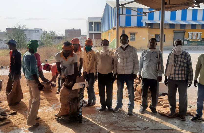 Earnings: Weighing 75 quintals of wheat at a center उपार्जन : खरीदी चालू होने के 5वें दिन एक केन्द्र पर 75 क्विंटल गेहूं की तौल, 12 समितियों पर पूछताक्ष