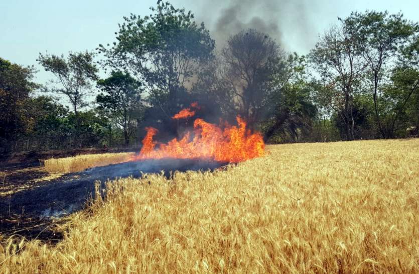 13-14 एकड़ खेत में खड़ी फसल जलकर खाक 13-14 एकड़ खेत में खड़ी फसल जलकर खाक