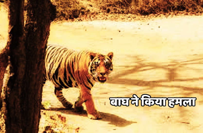 baagh.png जंगल में आग बुझाने गए चौकीदार पर बाघ का हमला