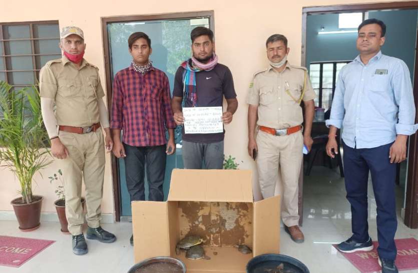 इंडियन सॉफ्ट शेल्ड प्रजाति के 7 कछुओं के साथ दो तस्कर पकड़े इंडियन सॉफ्ट शेल्ड प्रजाति के 7 कछुओं के साथ दो तस्कर पकड़े