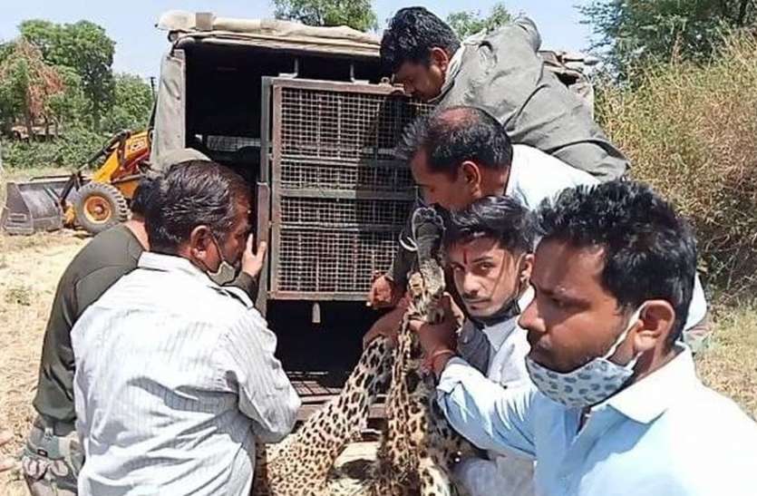 जेसीबी मंगानी पड़ी पैंथर के सर्च ऑपरेशन में, भीड़ के लिए पुलिस ने मोर्चा संभाला जेसीबी मंगानी पड़ी पैंथर के सर्च ऑपरेशन में, भीड़ के लिए पुलिस ने मोर्चा संभाला