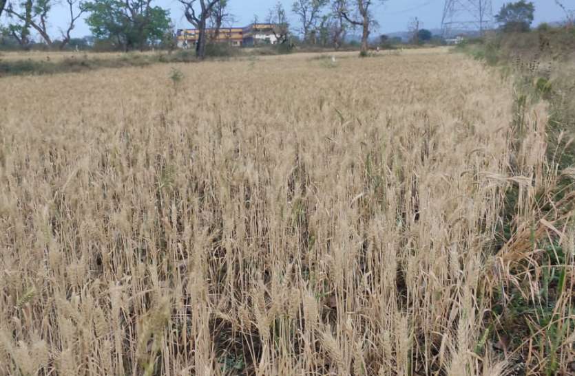 There is a possibility of damage to rabi crops due to storm and rain, आंधी और बारिश से रबी फसलों को नुकसान की आशंका, किसानों के माथे पर चिंता की लकीर