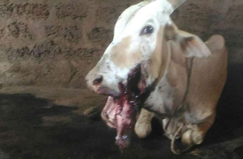 गाय ने चबा लिया ग्रेनेड, मुंह में फटा गाय ने चबा लिया ग्रेनेड, मुंह में फटा