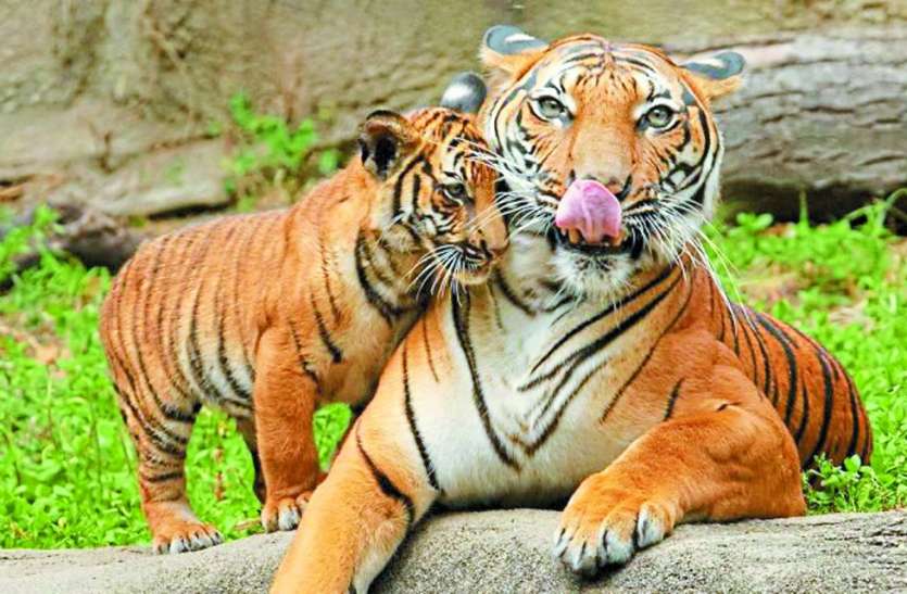 पन्ना टाइगर रिजर्वः बाघिन ने दिया दो शावकों को जन्म Panna Tiger Reserve The Tigress Gave Birth 2952