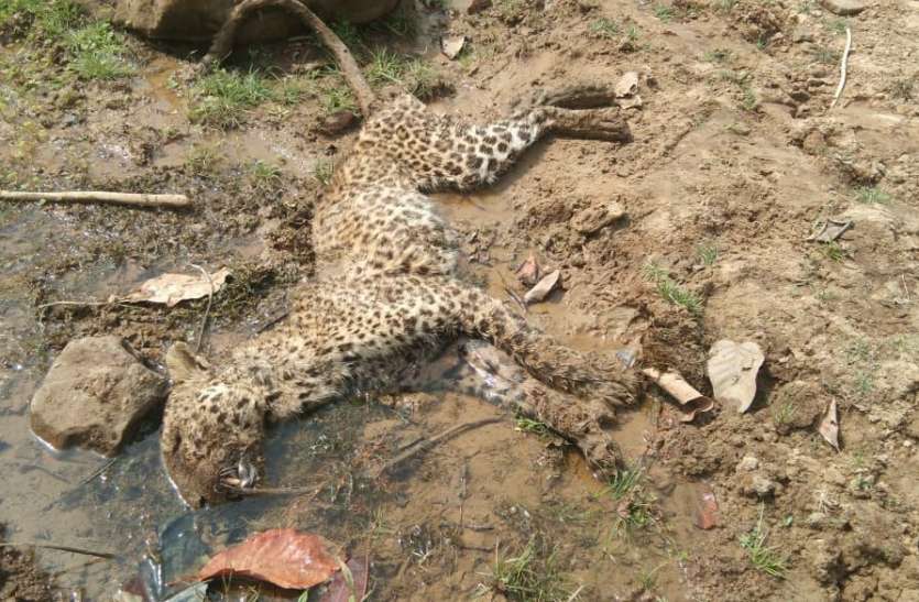 बांधवगढ़ नेशनल पार्क : भूख ने ले ली मादा तेंदुए की जान, वृद्ध होने की वजह से नहीं कर पा रही थी शिकार बांधवगढ़ नेशनल पार्क : भूख ने ले ली मादा तेंदुए की जान, वृद्ध होने की वजह से नहीं कर पा रही थी शिकार