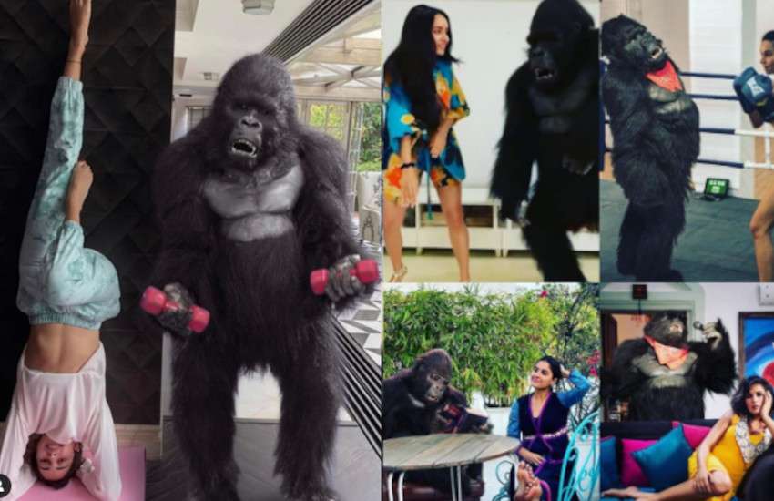 hello_charlie_gorilla.jpg