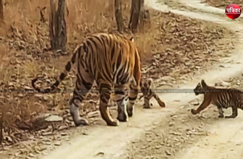 Tiger birth of two cubs टाइगर रिजर्व से फिर आई खुशखबरी, दो शावकों का जन्म