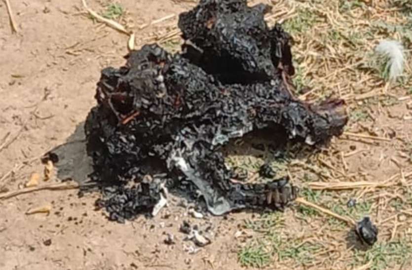 OMG अधजली लाश का टुकड़ा मुंह पर लेकर भागा कुत्ता, जामुल में मचा हंगामा OMG अधजली लाश का टुकड़ा मुंह पर लेकर भागा कुत्ता, जामुल में मचा हंगामा