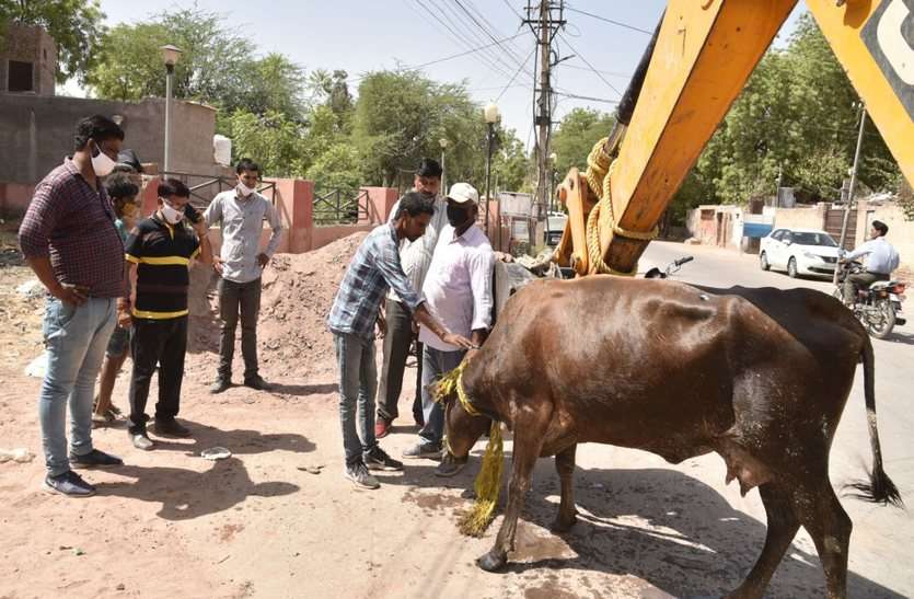 नाले के खुले चैम्बर में गिरी गाय, चार घंटे बाद निकली नाले के खुले चैम्बर में गिरी गाय, चार घंटे बाद निकली