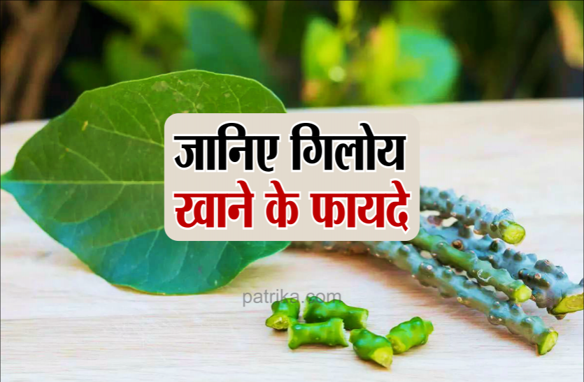 giloy.png शरीर को स्वस्थ रखने के लिए करें 'गिलोय' का सेवन, जानिए क्या होते हैं फायदे
