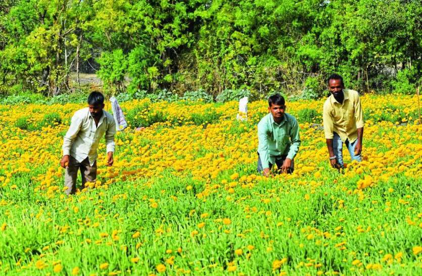 The fragrance of flowers dying in Corona कोरोना में दम तोड़ रही फूलों की 'महकÓ