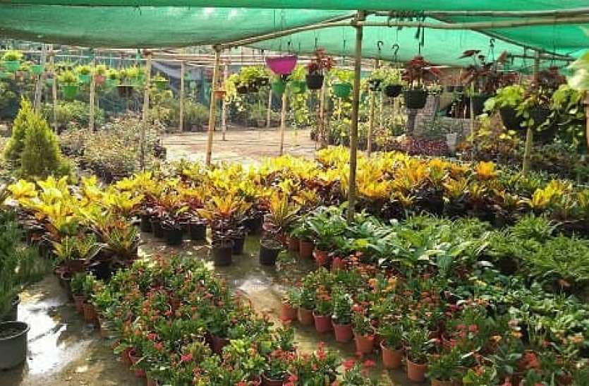 National nursery portal launched, farmer will get help in horticulture अब ऑनलाइन हुई पौधों की नर्सरी, अब घर के आसपास ही मिल सकेंगे फूलों और फलों के पौधे