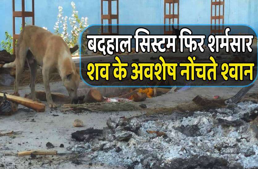 agar_malwa.jpg बदहाल व्यवस्था ने किया शर्मसार, अधजले शव के अवशेषों को श्मशान में नोंचते रहे श्वान