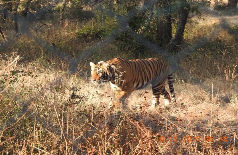 सुधर रही बाघिन की सेहत मुकुन्दरा की रानी अब सामान्य, देखरेख जारी