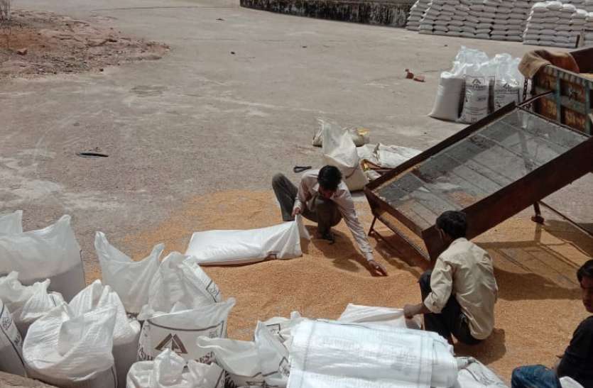 Qualityless wheat being purchased arbitrarily by surveyors and committee managers खरीद लक्ष्य को पूरा करने भर रहे गोदाम, जबकि पिछले वर्ष का आज भी रखा ११ लाख क्विंटल गेहूं