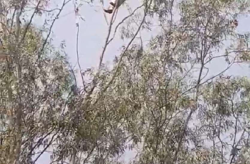 hanuman_ji.jpg OMG यूकेलिप्टस के पेड़ की चोटी पर चढ़कर बोला पंडित 'जा रहा हूं हनुमान जी के पास'