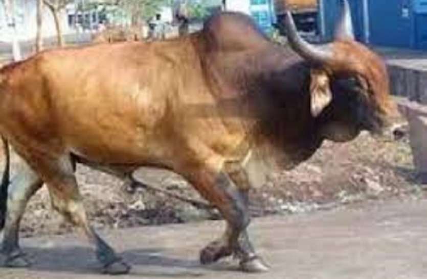 खुन्नस: मतदान में वोट न देने पर अधेड़ पर छोड़ दिया सांड, सांड ने कुचलकर ली जान, जानिए पूरा मामला वोट न देने की दुश्मनी ऐसे निकाली कि सांड से कुचलकर मरवा दिया, पढ़िए रोंगटे खड़ी करने वाली ख़बर