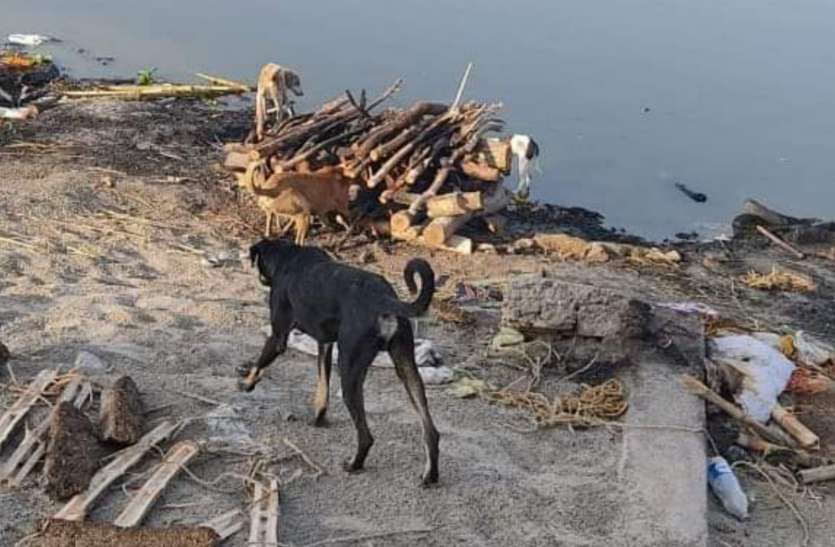 मानवता को किया शर्मसार अधजला शव छोड़ भागे थे परिवारजन, शव को कुत्ते नोचते रहे मानवता को किया शर्मसार अधजला शव छोड़ भागे थे परिवारजन, शव को कुत्ते नोचते रहे