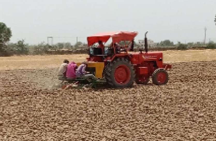 किसानों का अरबी की ओर बढ़ा रुझान किसानों का अरबी की ओर बढ़ा रुझान