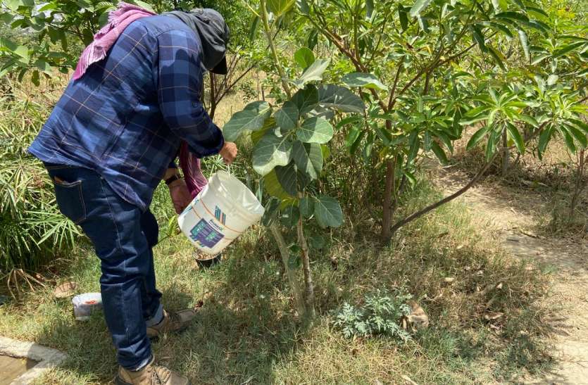Peepal Baba is increasing greenery for more oxygen in earth हरियाली बढाकर ऑक्सीजन की कमी को पूरा कर रहे हैं पीपल बाबा