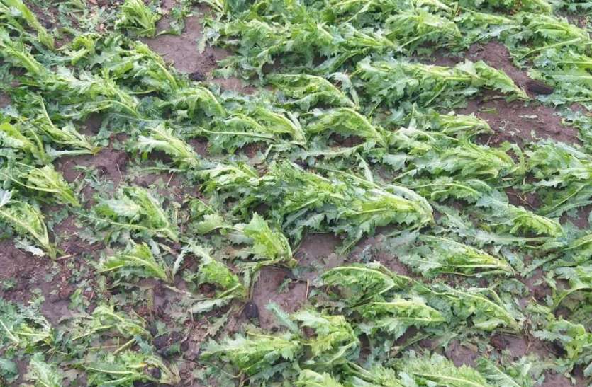 तीन साल बाद तीन सौ बीघा में ककड़ी तीन साल बाद तीन सौ बीघा में ककड़ी