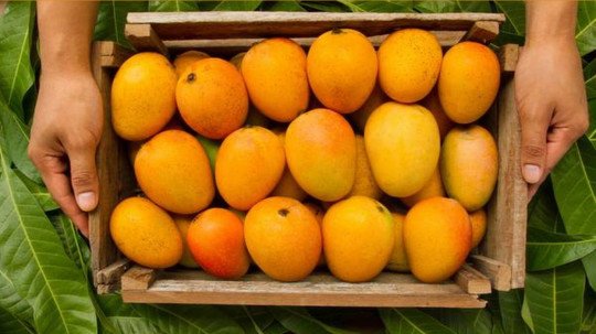 Karnataka and Ratnagiri Konkan Alphonso Mango Price reduce due to  Coronavirus Effect
