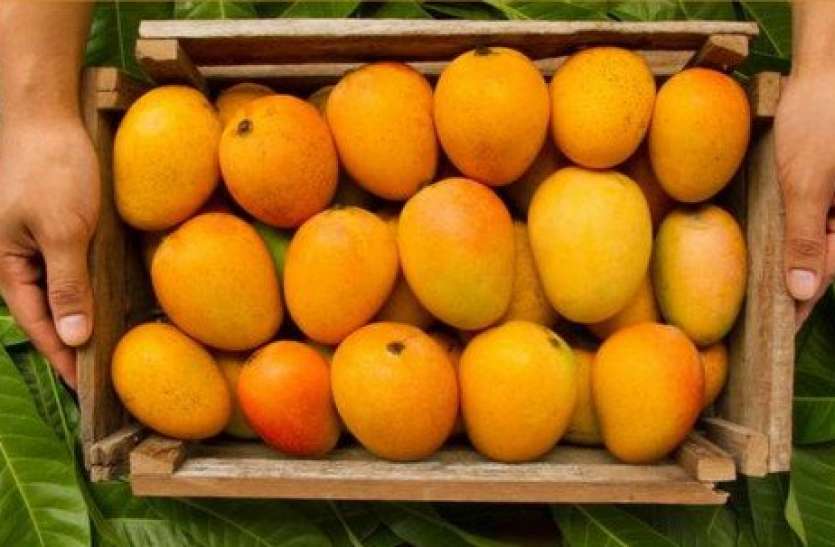 Alphonso Mango price reduce due to Coronavirus Effect Alphonso आम पर भी Coronavirus का साया, कम डिमांड के चलते कीमतों में आई गिरावट