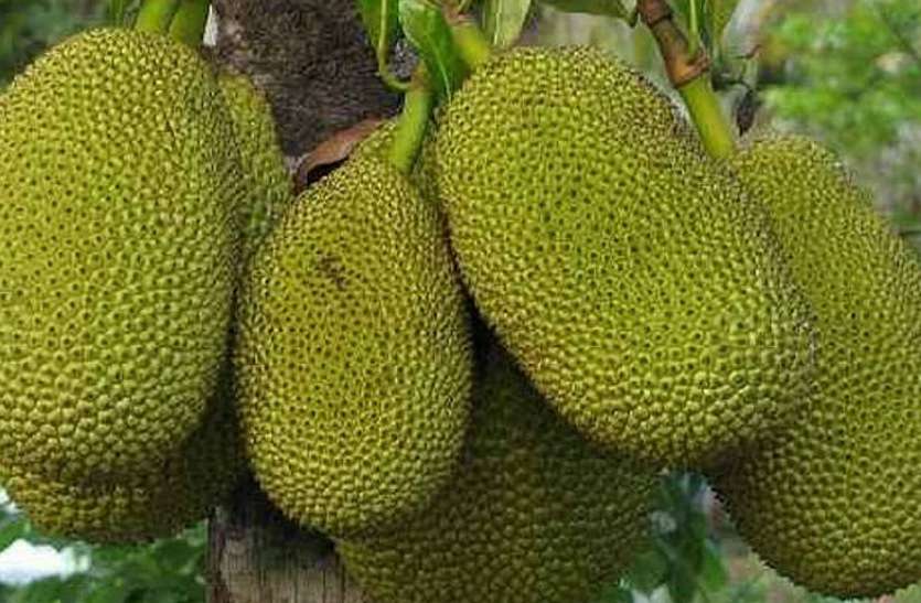 ,, हार्ट और मसल्स के लिए बहुत लाभदायक है कटहल