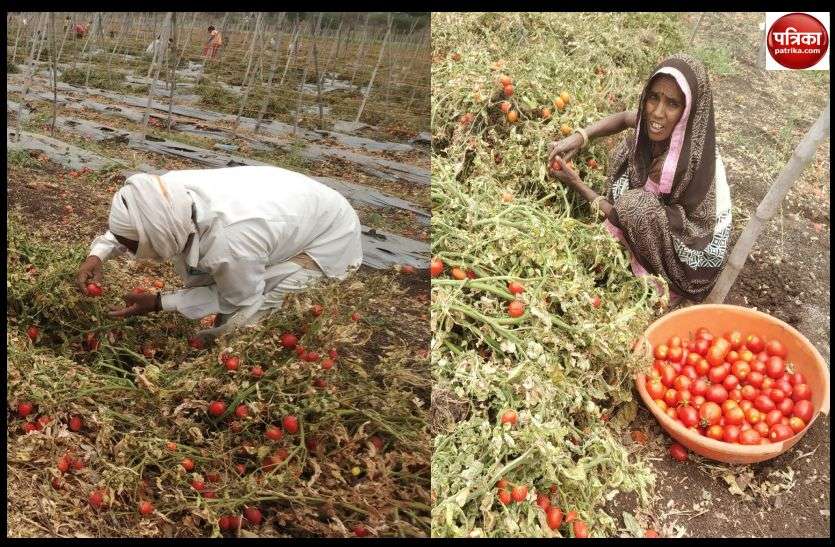 Economic loss to vegetable producing farmers कोरोना का कहर : सब्जी उत्पादक किसानों को हो रहा आर्थिक नुकसान