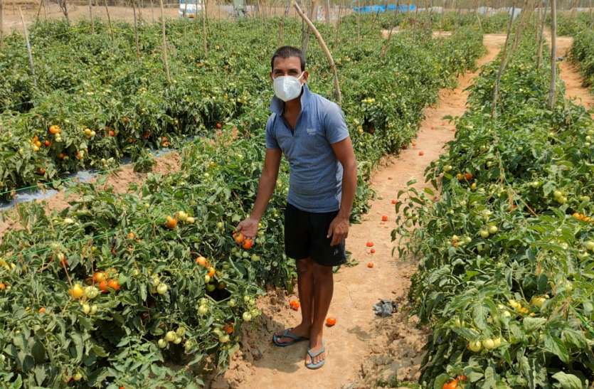 Corona to Mahamukabala: Tomato cultivation in lockdown, daily trade of कोरोना से महामुकाबला: लॉकडाउन में टमाटर की खेती से रोजाना 10 हजार का व्यापार, दर्जनों मजदूरों को मिल रहा रोजगार