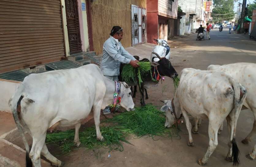 कोरोना कर्फ्यू का असर पशुओं पर भी, हरा चारा न मिलने से परेशान कोरोना कर्फ्यू का असर पशुओं पर भी, हरा चारा न मिलने से परेशान