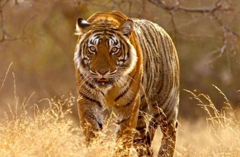 tiger.jpg इंसानों से अब वन्यजीवों में कोरोना संक्रमण का खतरा
