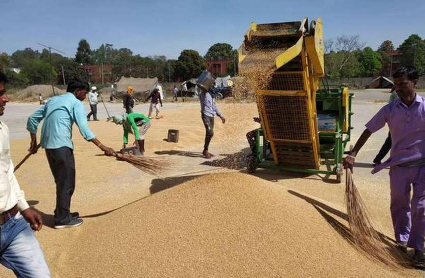 Wheat Purchase During Lockdown हरियाणा में पूर्ण लॉकडाउन के कारण सात दिनों तक मंडियों में गेहूं की खरीद पर लगी रोक