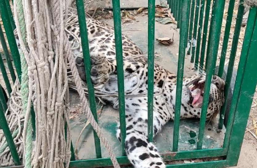 तेंदुए ने गांव में मचाया कोहराम, आठ को किया घायल तेंदुए ने गांव में मचाया कोहराम,आठ को किया घायल