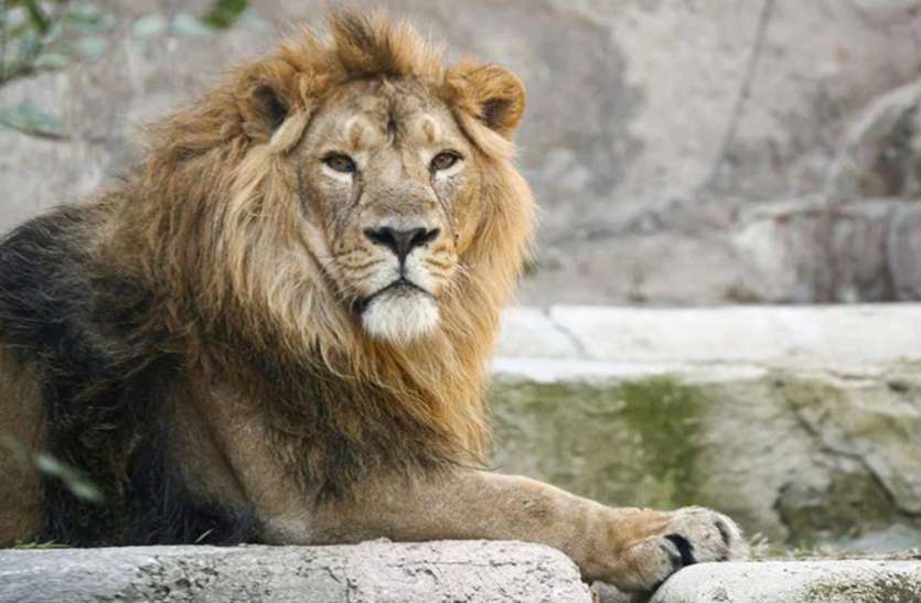 lions test COVID-positive शेरों को हुआ कोरोना, हैदराबाद के चिड़ियाघर में 8 एशियाई शेर कोविड पॉजिटिव