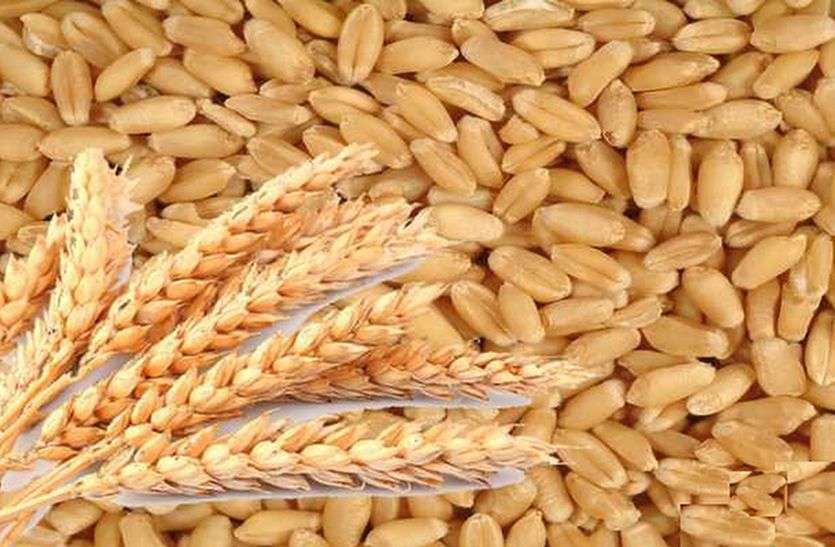 Bought wheat on support price 70 प्रतिशत किसानों को भेजे मैसेज, 30 प्रतिशत अब तक गेहूं बेचने आए