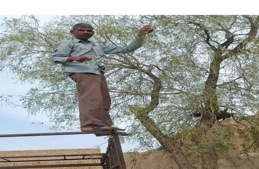 रोजगार का साधन बनी सांगरी व कैर रोजगार का साधन बनी सांगरी व कैर