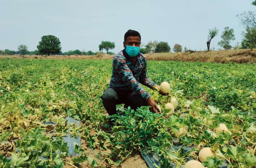 Started farming on wastelands four years ago, earning from melon and t चार साल पूर्व बंजर भूमि पर शुरू की खेती, लॉकडाउन में खरबूजा और टमाटर से कमाई