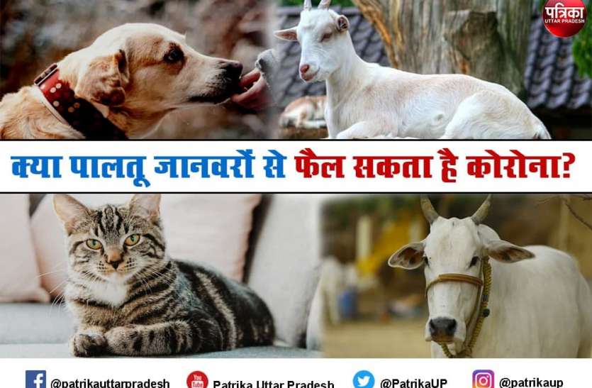 Coronavirus infection in Pets Coronavirus infection in Pets : आपके पालतू जानवरों पर भी मंडरा रहा कोरोना का खतरा? जानें- क्या है चिकित्सकों की सलाह