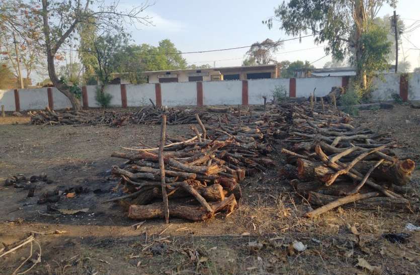 Forest Department made arrangements for 10-10 quintal firewood for Kot वनविभाग ने कोतमा और बिजुरी के लिए 10-10 क्विंटल जलाऊ लकड़ी की बनाई व्यवस्था