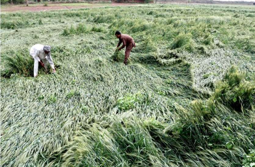 rajasthan government relief step for rain storm affected districts राजस्थान: बेमौसम बारिश-अंधड़ से प्रभावित किसानों को 'राहत', जानें गहलोत सरकार ने क्या लिया फैसला?