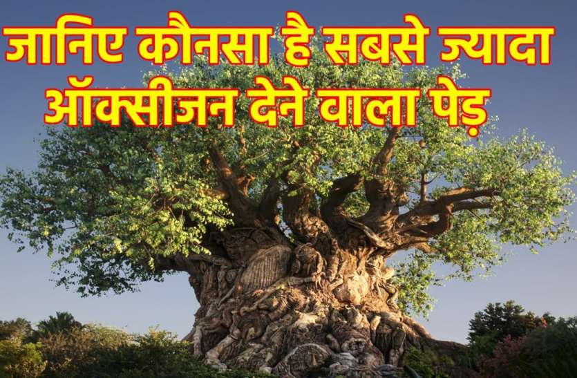 oxygen.jpg एक बांस बनाता है 70 टन ऑक्सीजन, पीपल और नीम के इन गुणों को भी नहीं जानते होंगे आप