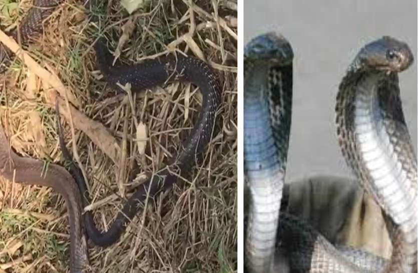 Snake resque सर्पदंश पर तुरंत ये करें उपाय,जरा सी लापरवाही ले सकती है जान