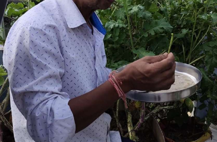 GhewarRam Seeravi लॉकडाउन लगा तो घर की छत पर ही उगा दी सब्जियां, पिछले एक साल से बाजार से नहीं खरीदी सब्जियां