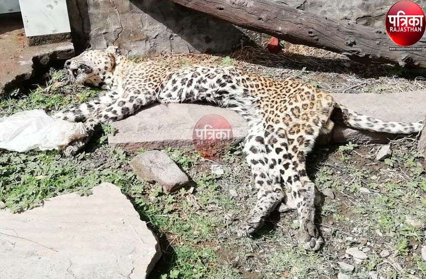 अज्ञात कारण से पैंथर की मौत, जांच में जुटा वन विभाग अज्ञात कारण से पैंथर की मौत, जांच में जुटा वन विभाग