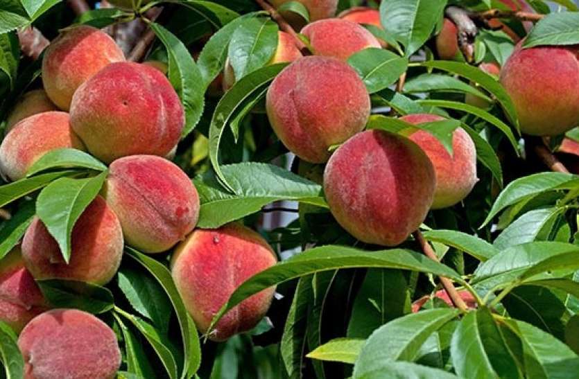 aadu_fruit.jpg मेरठ की शाने पंजाब और अर्ली प्रभात आडू का विदेश तक बज रहा डंका