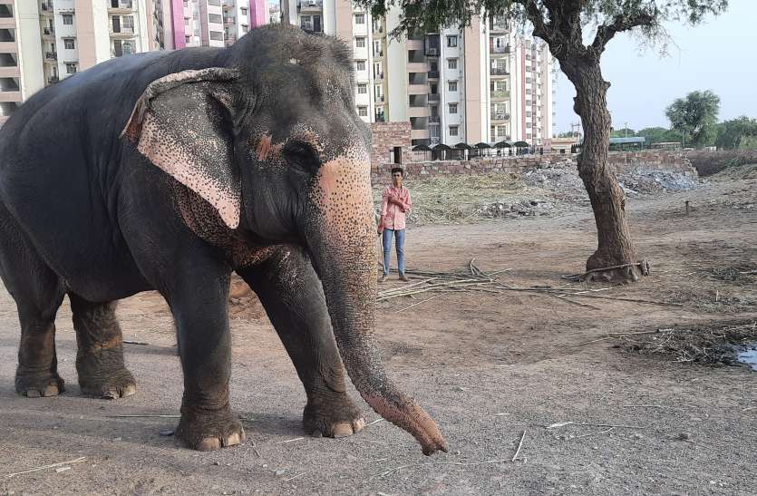 लॉकडाउन से मुश्किल में है गंगा का जीवन... लॉकडाउन से मुश्किल में है गंगा का जीवन...