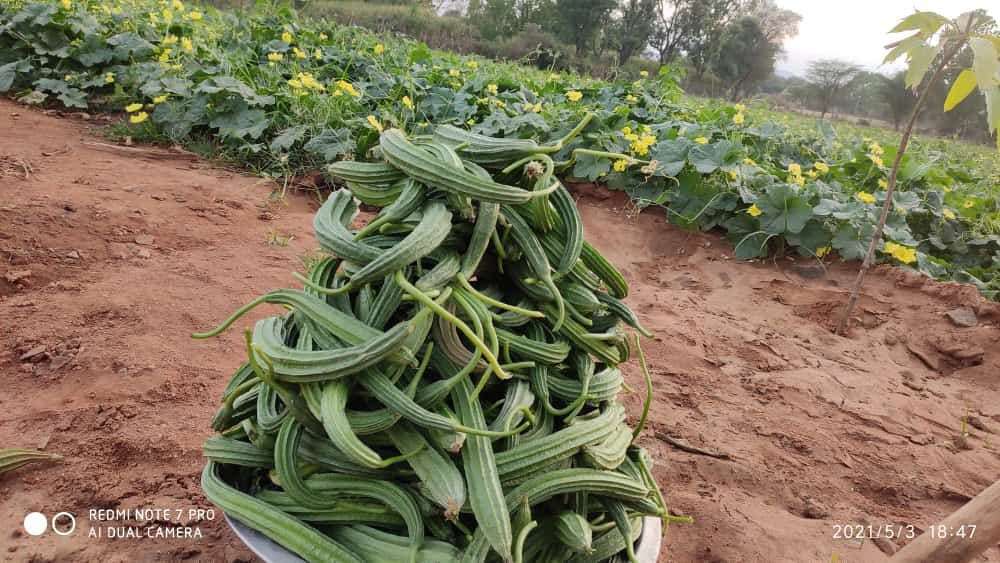 khet.jpg
